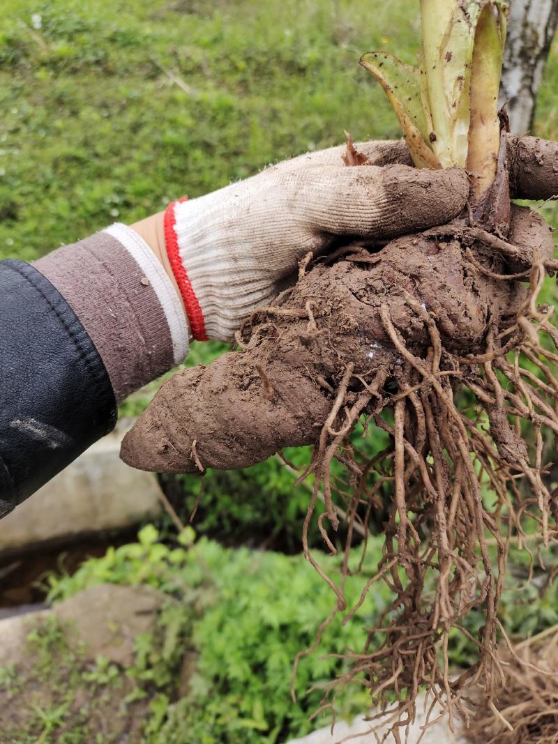 重楼苗茎块苗七叶一枝花种苗茎块种苗500克包邮试种