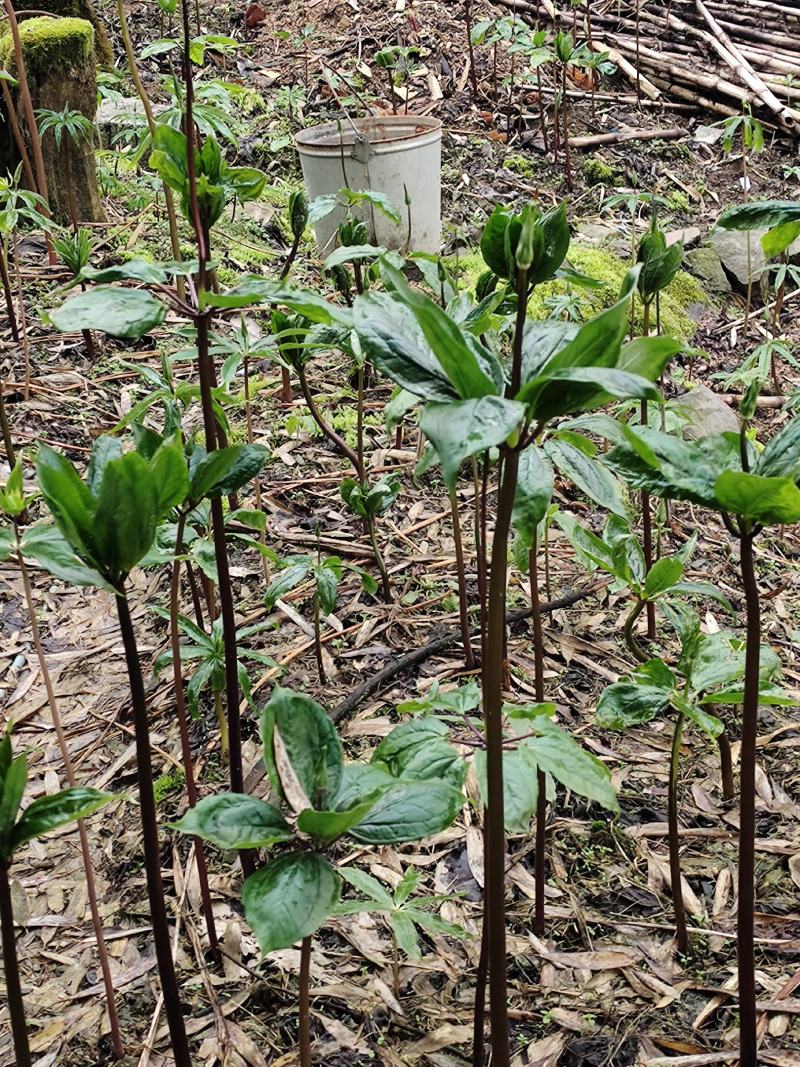 重楼苗茎块苗七叶一枝花种苗茎块种苗500克包邮试种