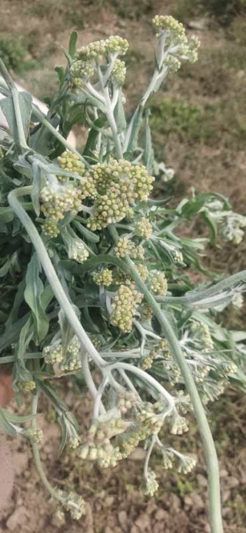 鼠曲草新货野生：零售批发：一手货源：产地直发支持现场看货
