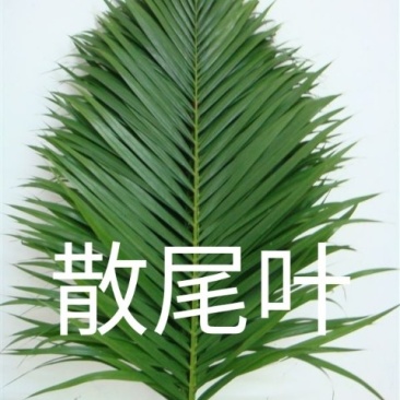海南叶材（海南叶材基地