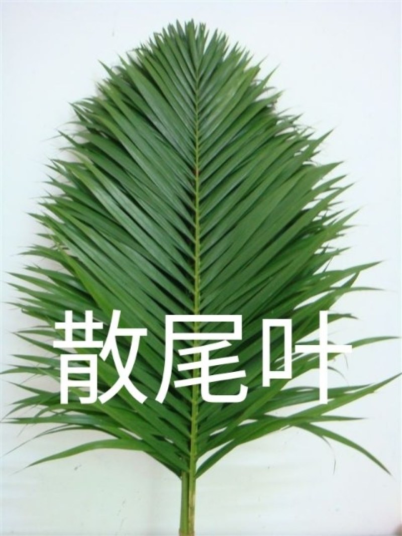 海南叶材（海南叶材基地
