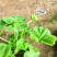 精品驱蚊草大量上市，基地直发直销，欢迎选购