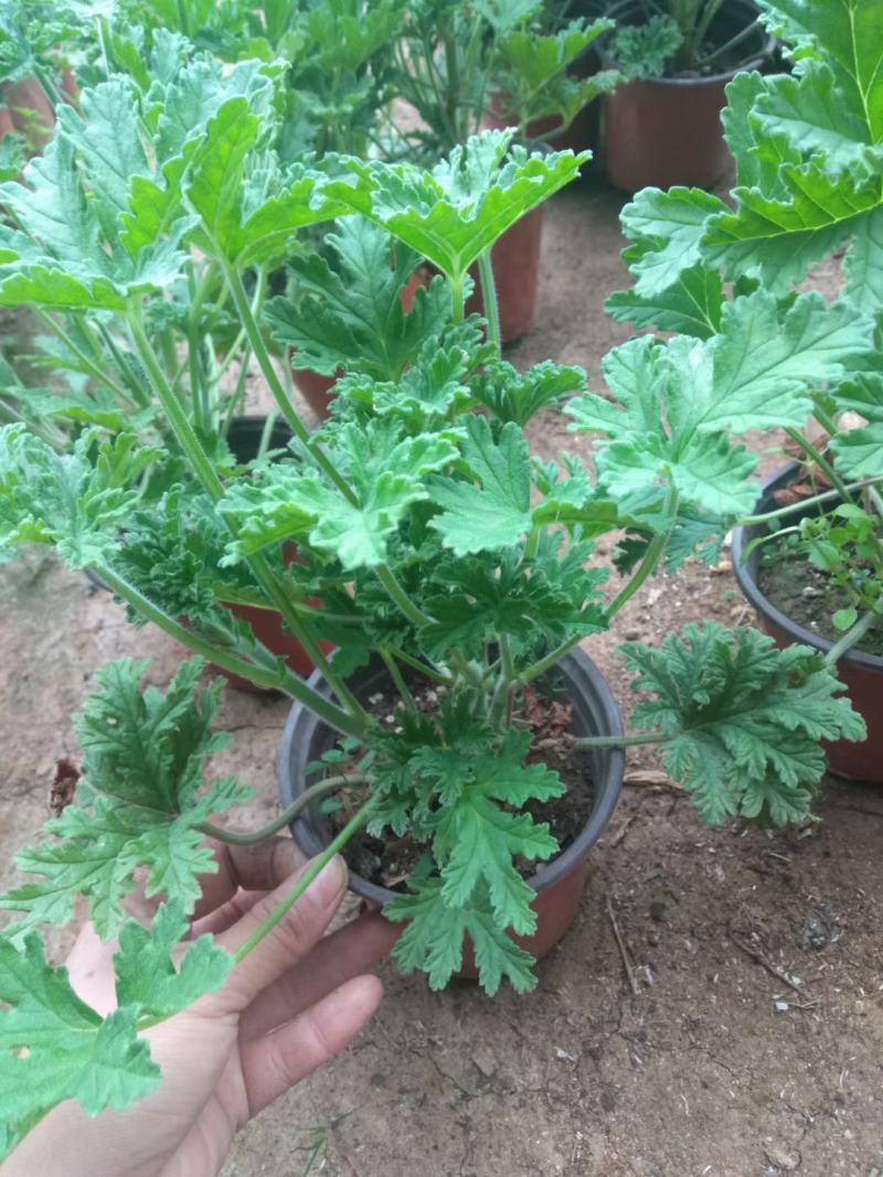 精品驱蚊草大量上市，基地直发直销，欢迎选购