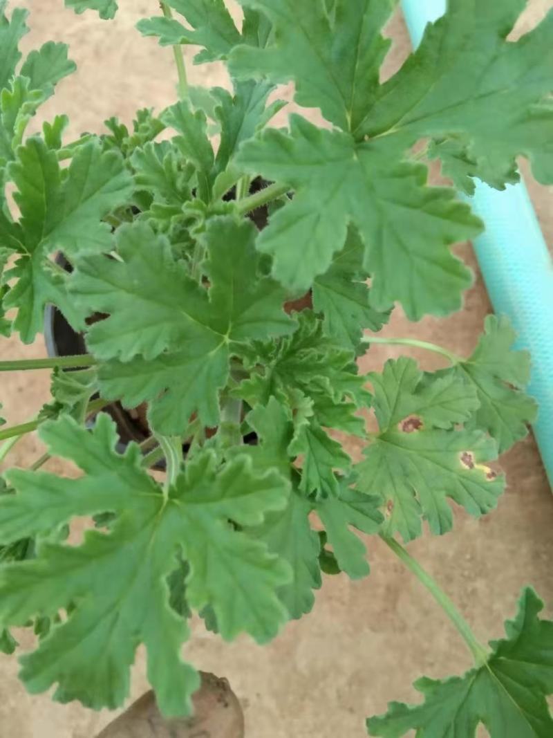 精品驱蚊草大量上市，基地直发直销，欢迎选购