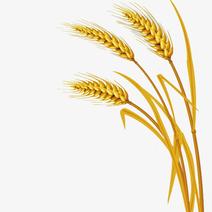 华东主产地区精品小麦精制挂面500克细面宽面每件20包