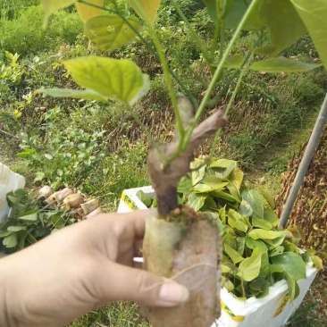 鸡血藤苗，大量货，包技术