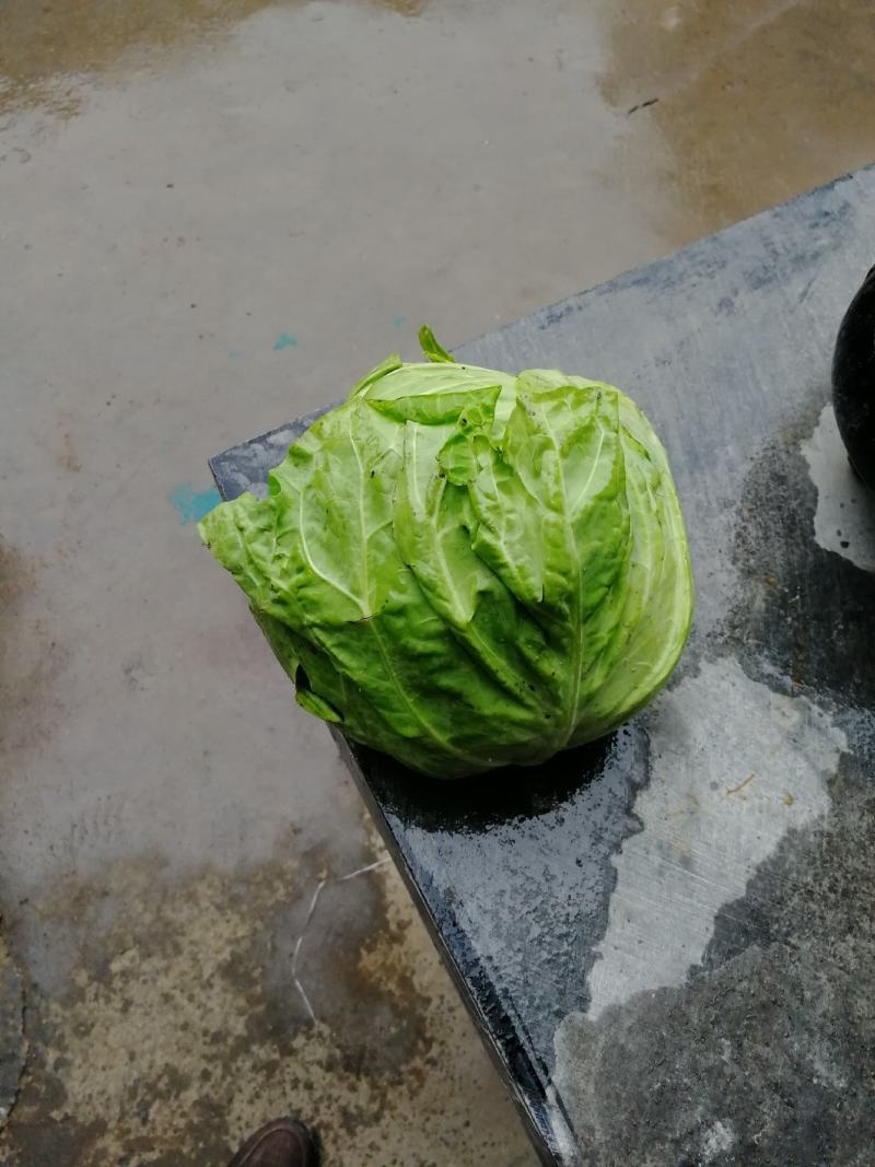 甘篮