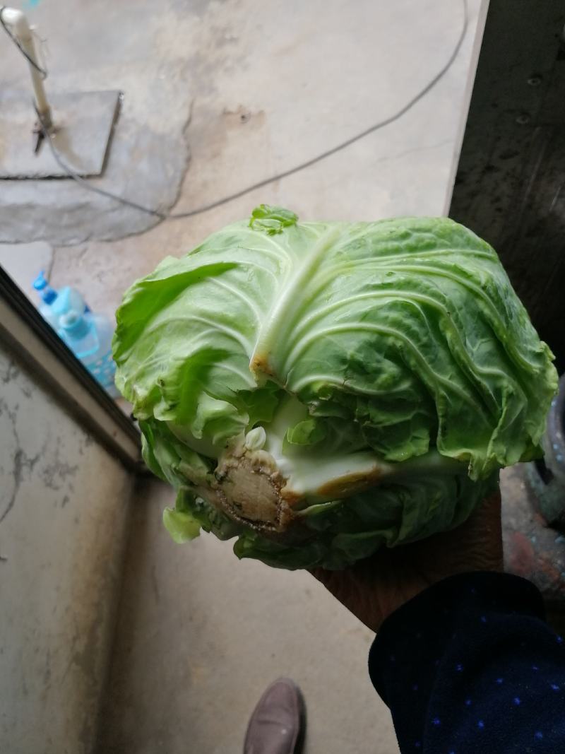 甘篮