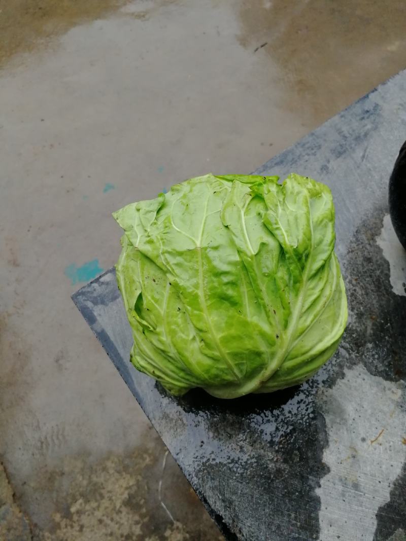 甘篮