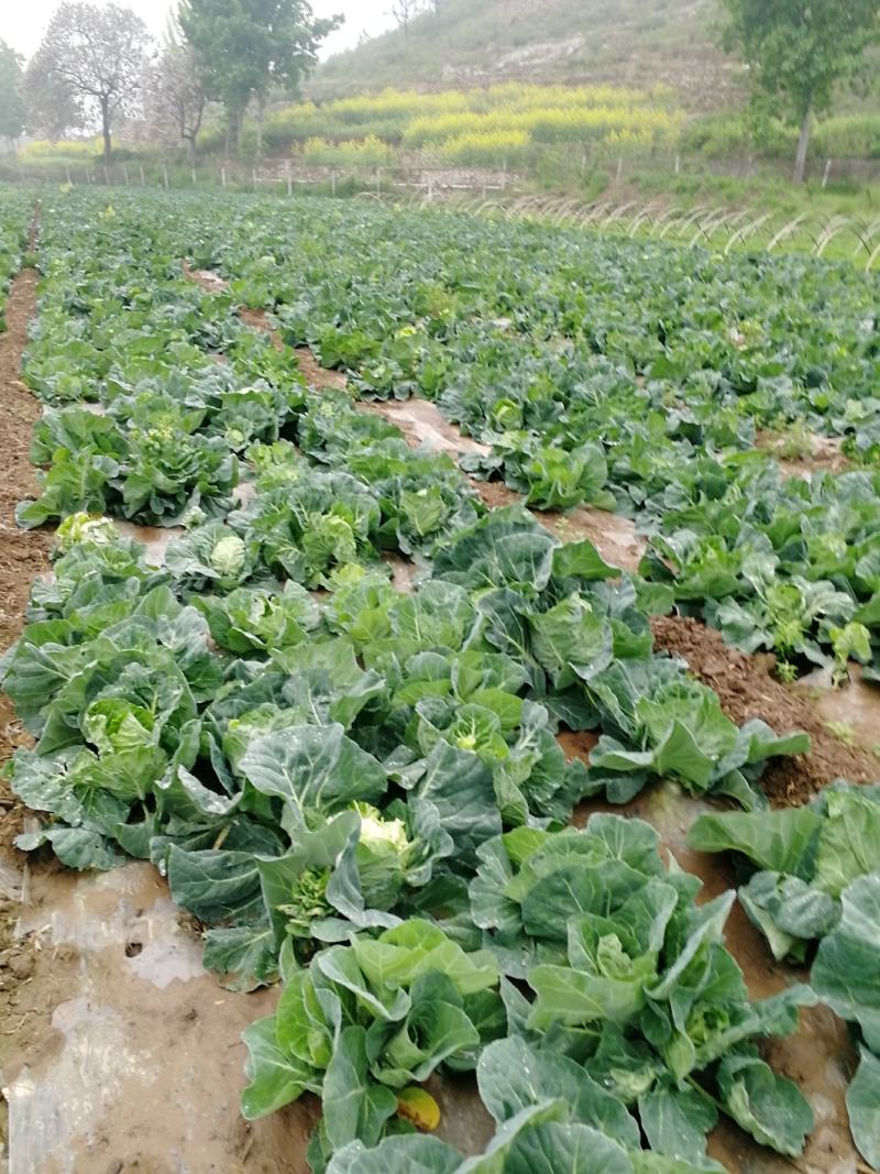 甘篮