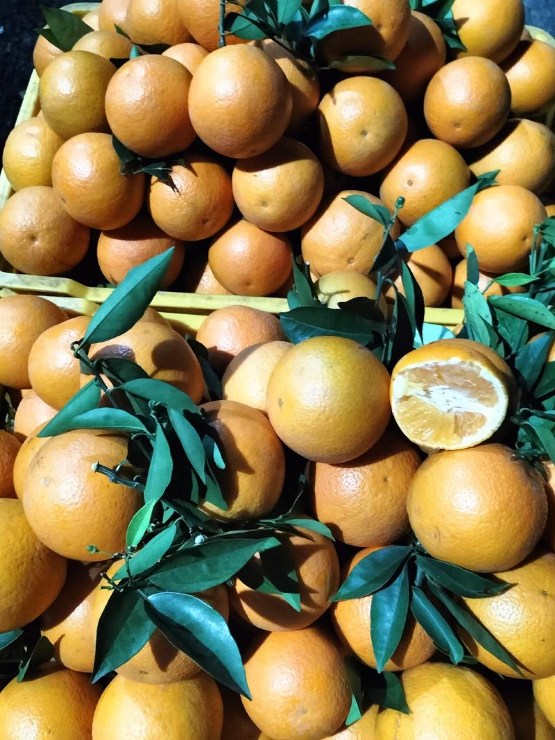 大量供应广西桂林的精品夏橙，诚招电商，微商一件代发！