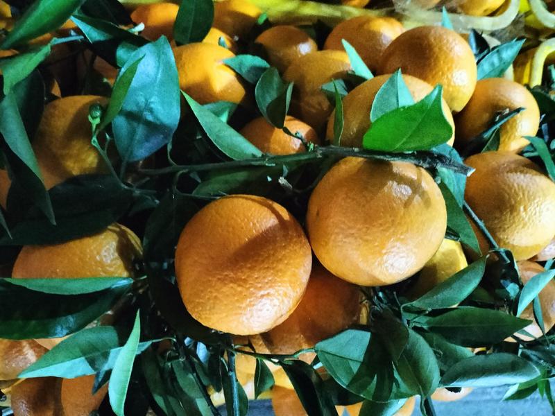 大量供应广西桂林的精品夏橙，诚招电商，微商一件代发！