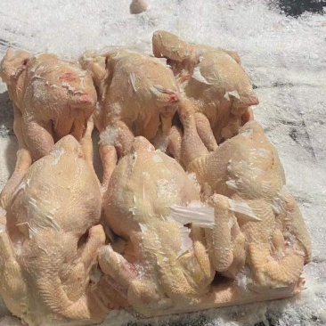 三黄鸡