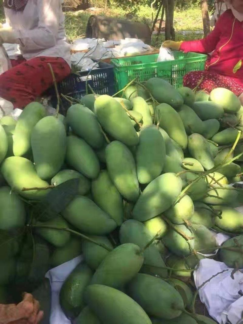 大青芒果越南大芒果质量高欢迎来购诚信经营大量上市