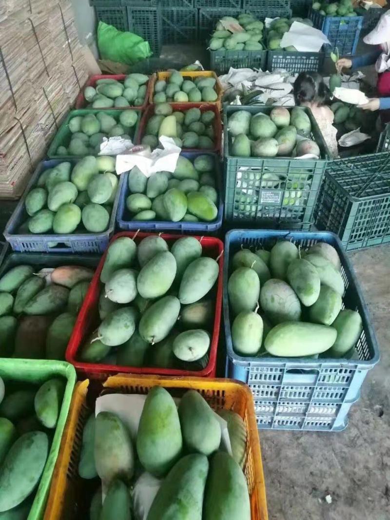 大青芒果越南大芒果质量高欢迎来购诚信经营大量上市