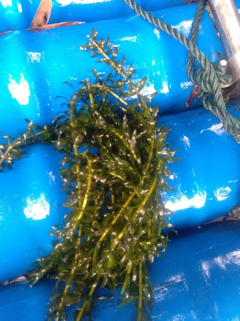 水草，苦草，轮叶黑藻
