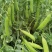 【优选】河南豌豆荚大量上市新鲜采摘产地直供量大优惠