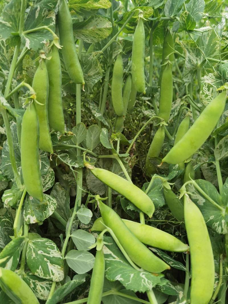 【优选】河南豌豆荚大量上市新鲜采摘产地直供量大优惠