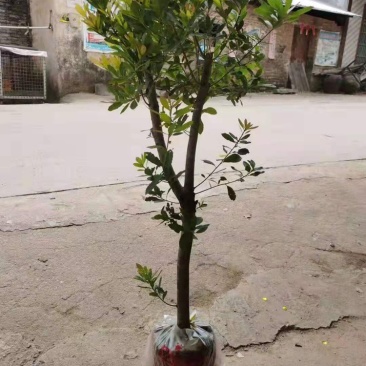 早熟红杨梅树苗圈枝苗当年可结果产量高带杯发货