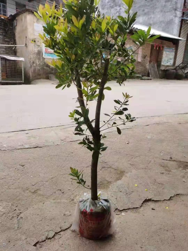 早熟红杨梅树苗圈枝苗当年可结果产量高带杯发货