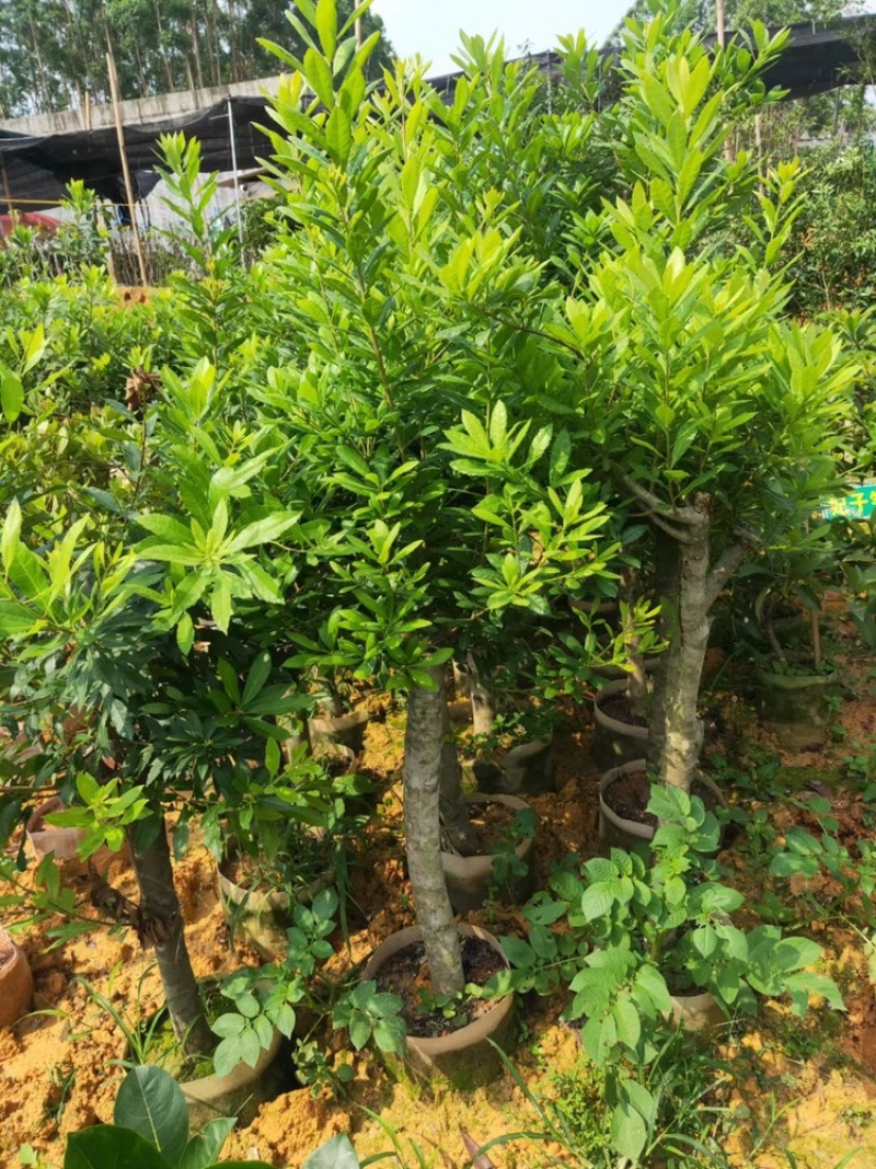 早熟红杨梅树苗圈枝苗当年可结果产量高带杯发货