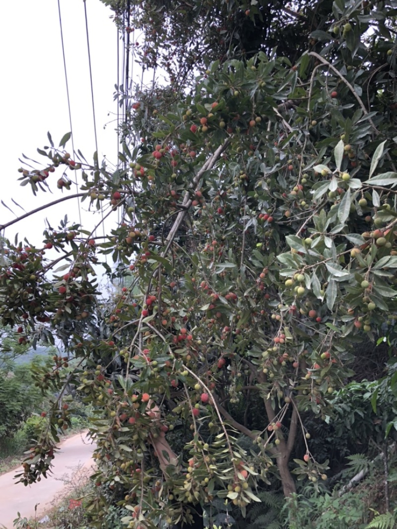 早熟红杨梅树苗圈枝苗当年可结果产量高带杯发货