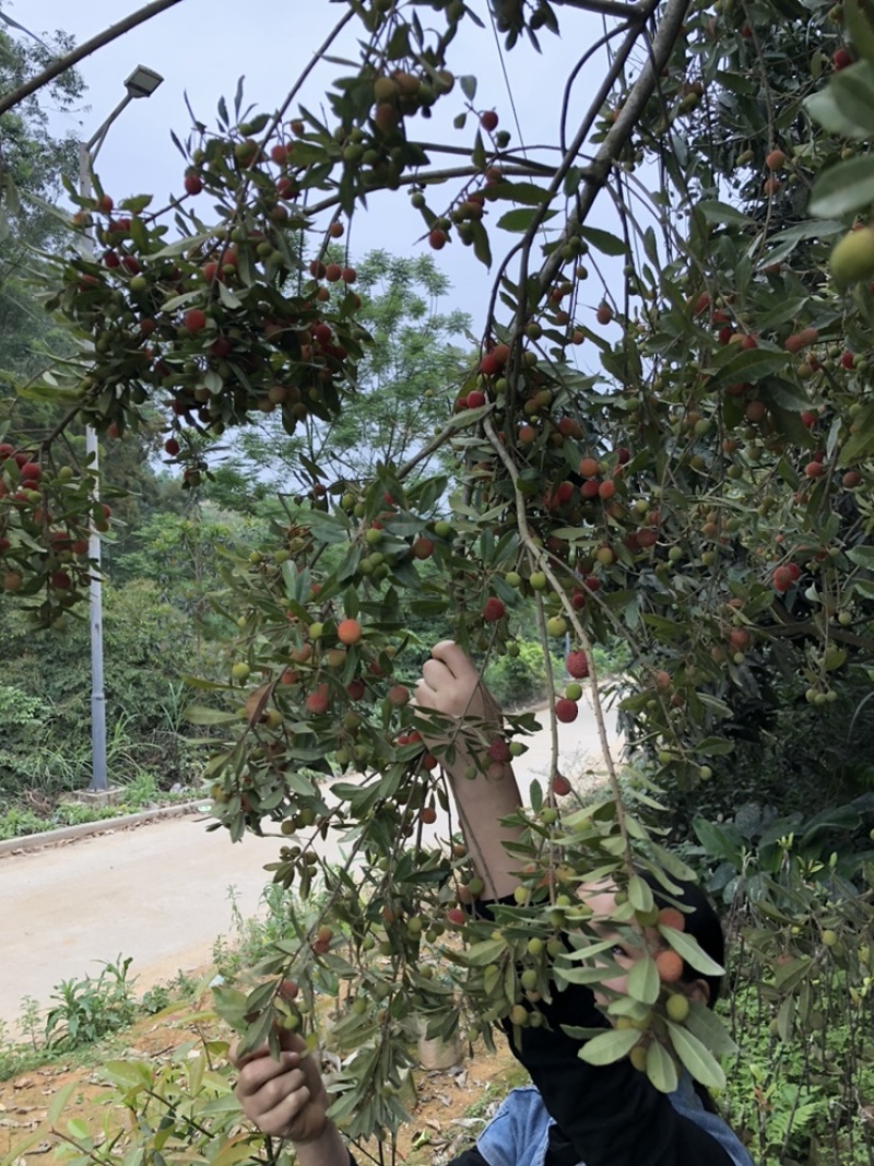 早熟红杨梅树苗圈枝苗当年可结果产量高带杯发货