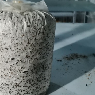 灵芝菌包厂家直销定做，药用灵芝、盆景出芝均可。全年生产