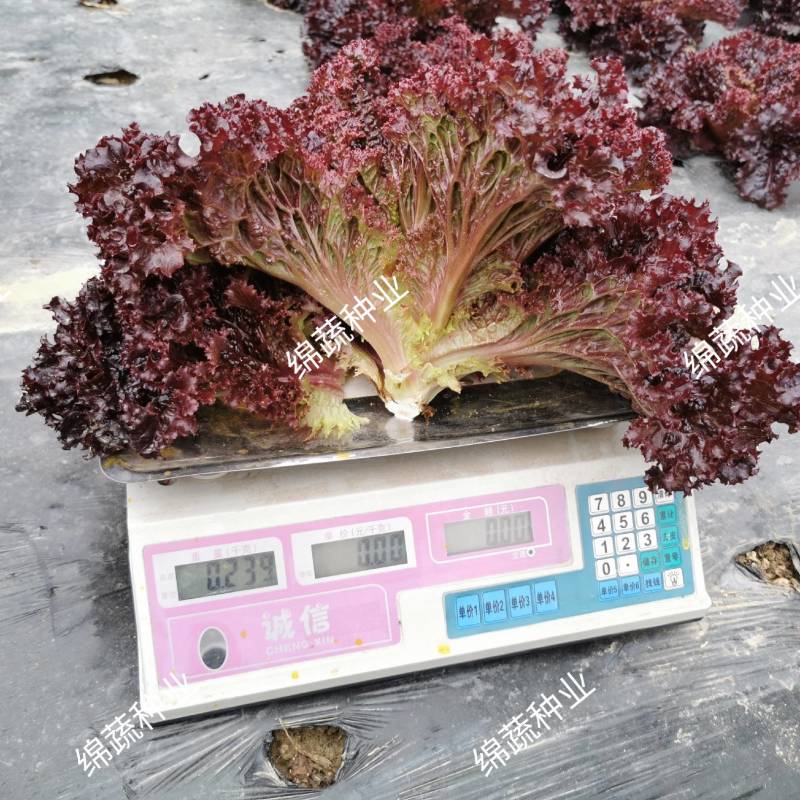 珊瑚生菜/绵蔬种业/生菜种子/叶菜种子/紫色生菜/营养菜