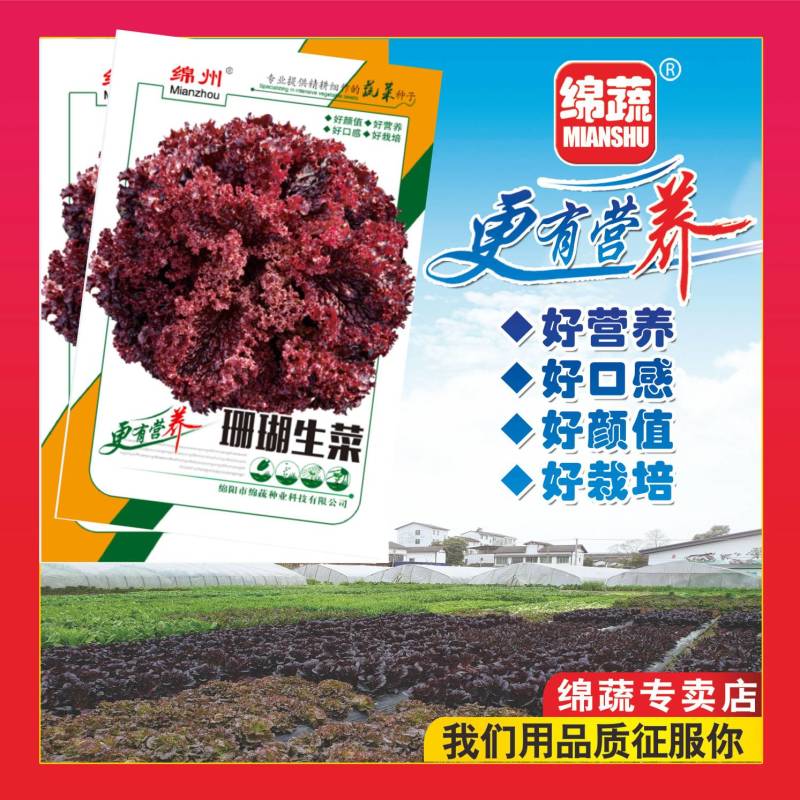 珊瑚生菜/绵蔬种业/生菜种子/叶菜种子/紫色生菜/营养菜