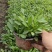 金鸡菊