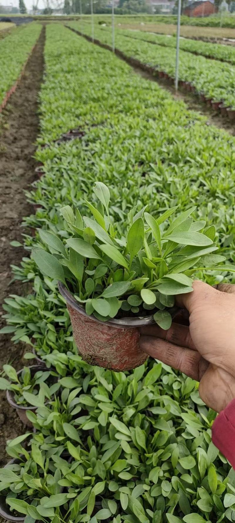 金鸡菊