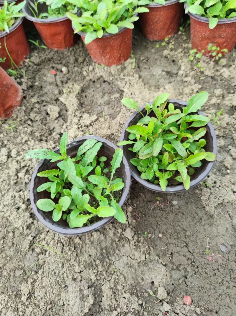 月见草