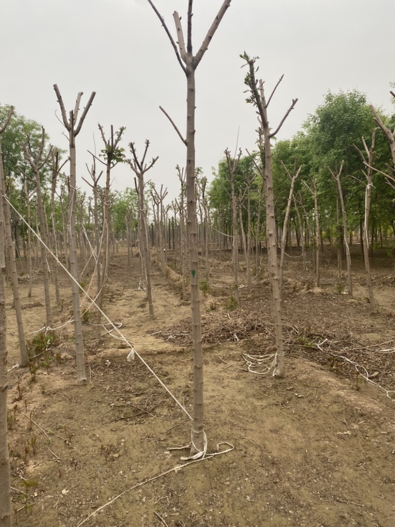 【推荐】河北火炬树基地直供品质保证诚信经营
