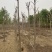 【推荐】河北火炬树基地直供品质保证诚信经营