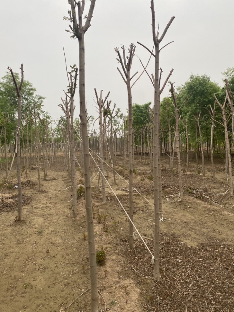 【推荐】河北火炬树基地直供品质保证诚信经营