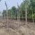 【推荐】河北火炬树基地直供品质保证诚信经营