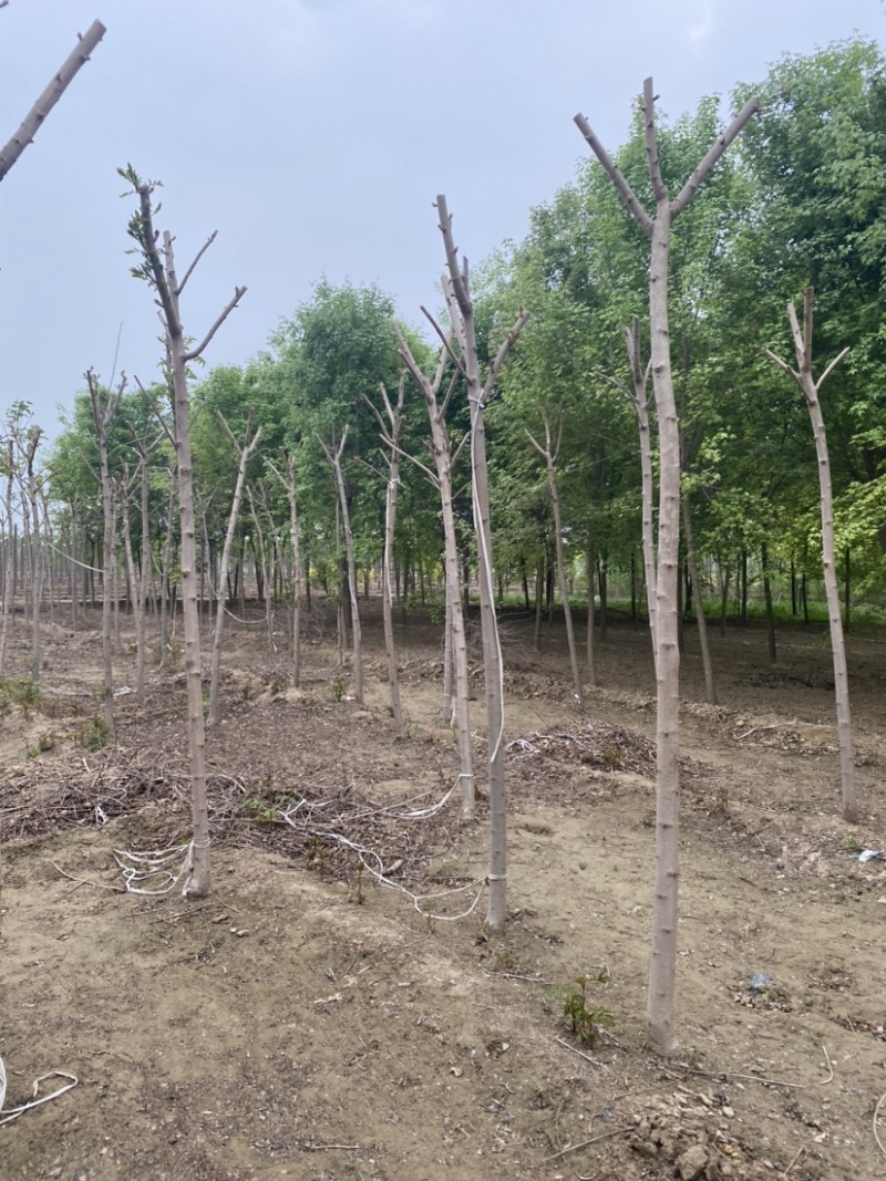 【推荐】河北火炬树基地直供品质保证诚信经营