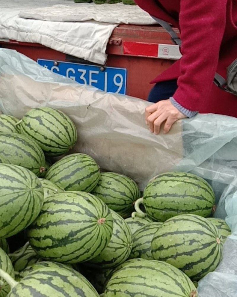 早春红玉西瓜大量上市，质量好，价格便宜，量大从优