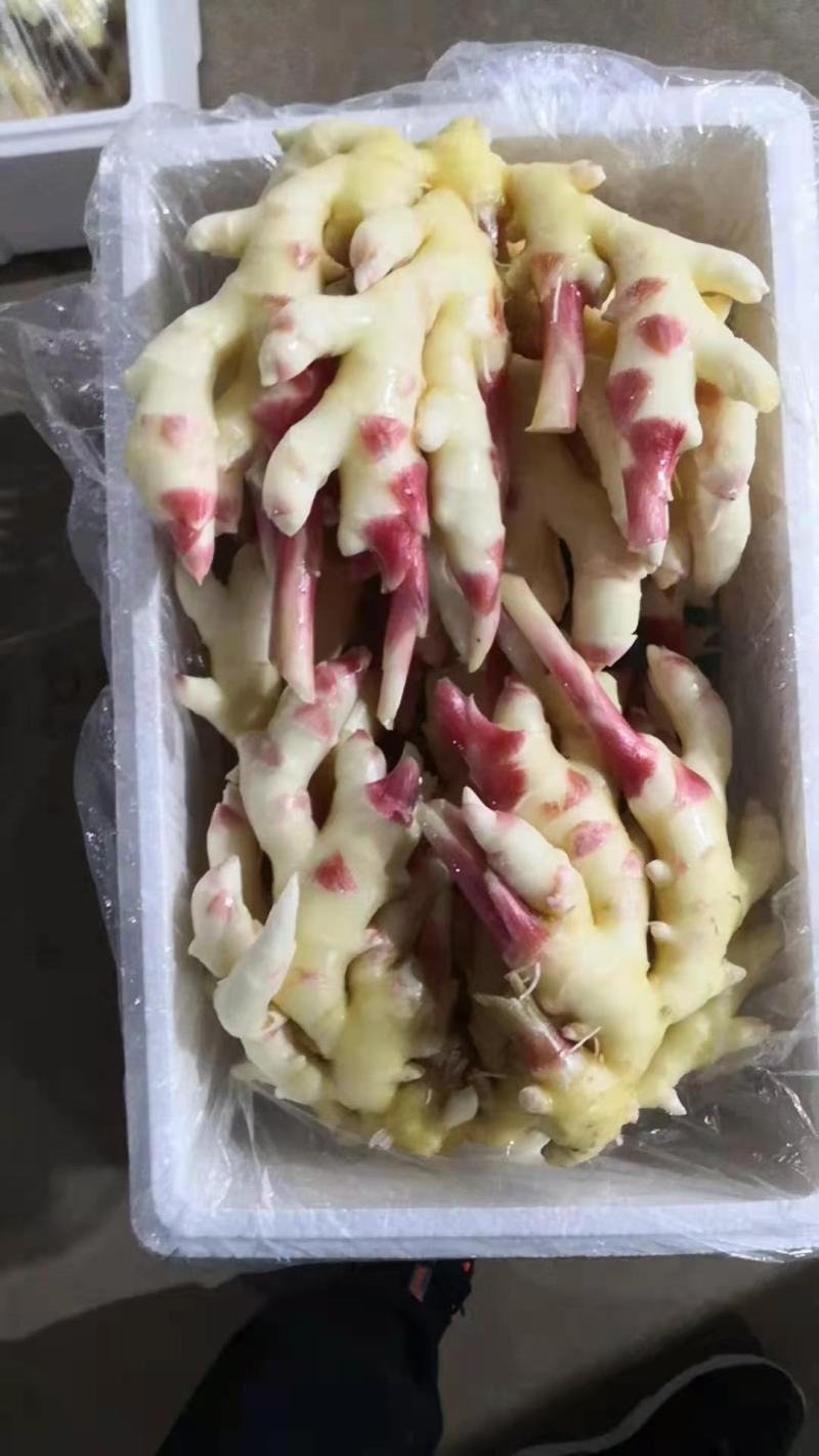山东生姜，鲜姜产地一手货源，电商，超市，市场，大量供应