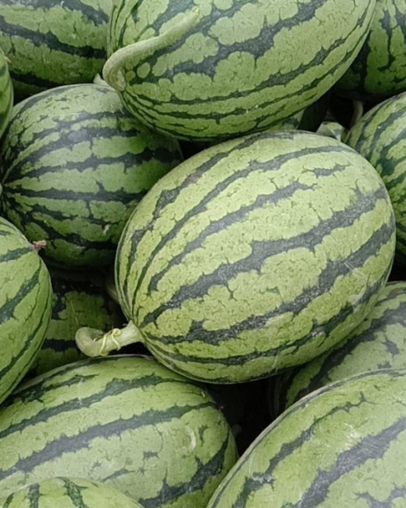 早春红玉西瓜大量上市，质量好，价格便宜，量大从优