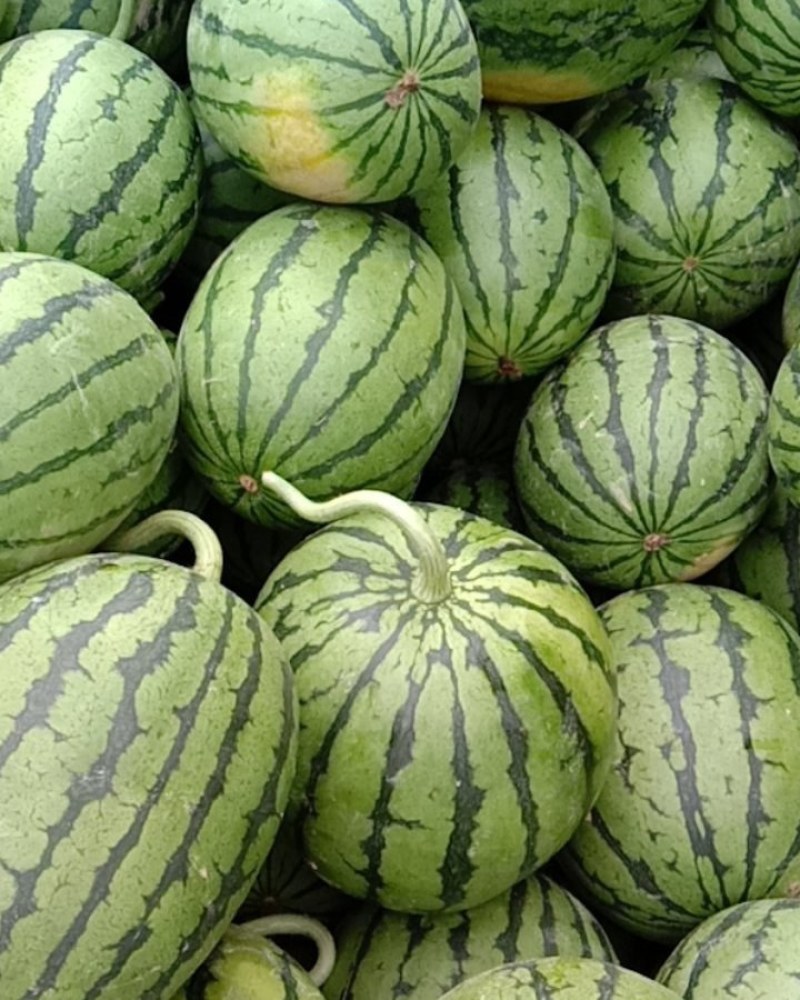 早春红玉西瓜大量上市，质量好，价格便宜，量大从优