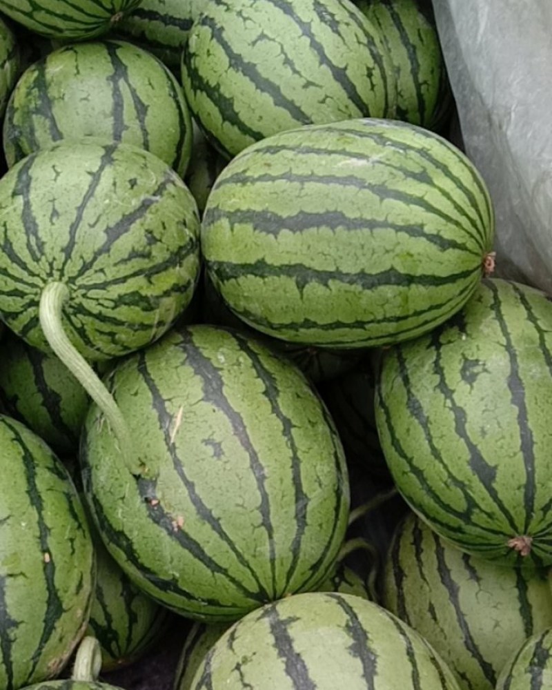 早春红玉西瓜大量上市，质量好，价格便宜，量大从优