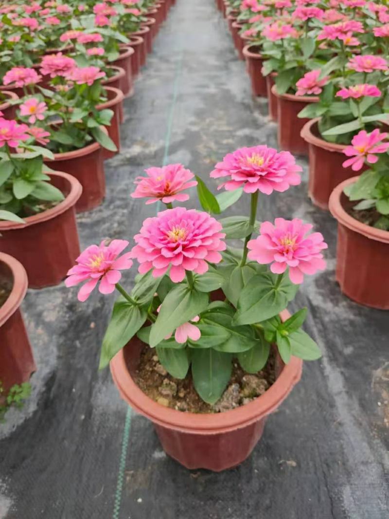 芙蓉菊香菊玉芙蓉千年艾蕲艾场地直销大量供应