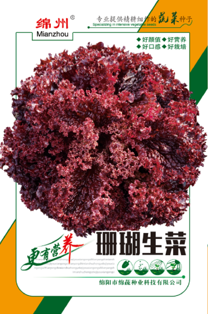 珊瑚生菜/绵蔬种业/生菜种子/叶菜种子/紫色生菜/营养菜