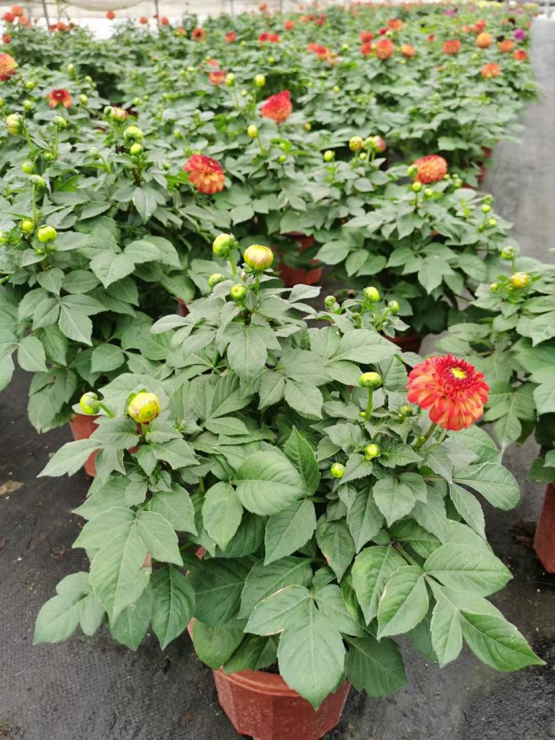 小丽花，小丽菊、小理花，在适宜的环境中一年四季都可开花