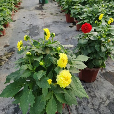 小丽花，小丽菊、小理花，在适宜的环境中一年四季都可开花