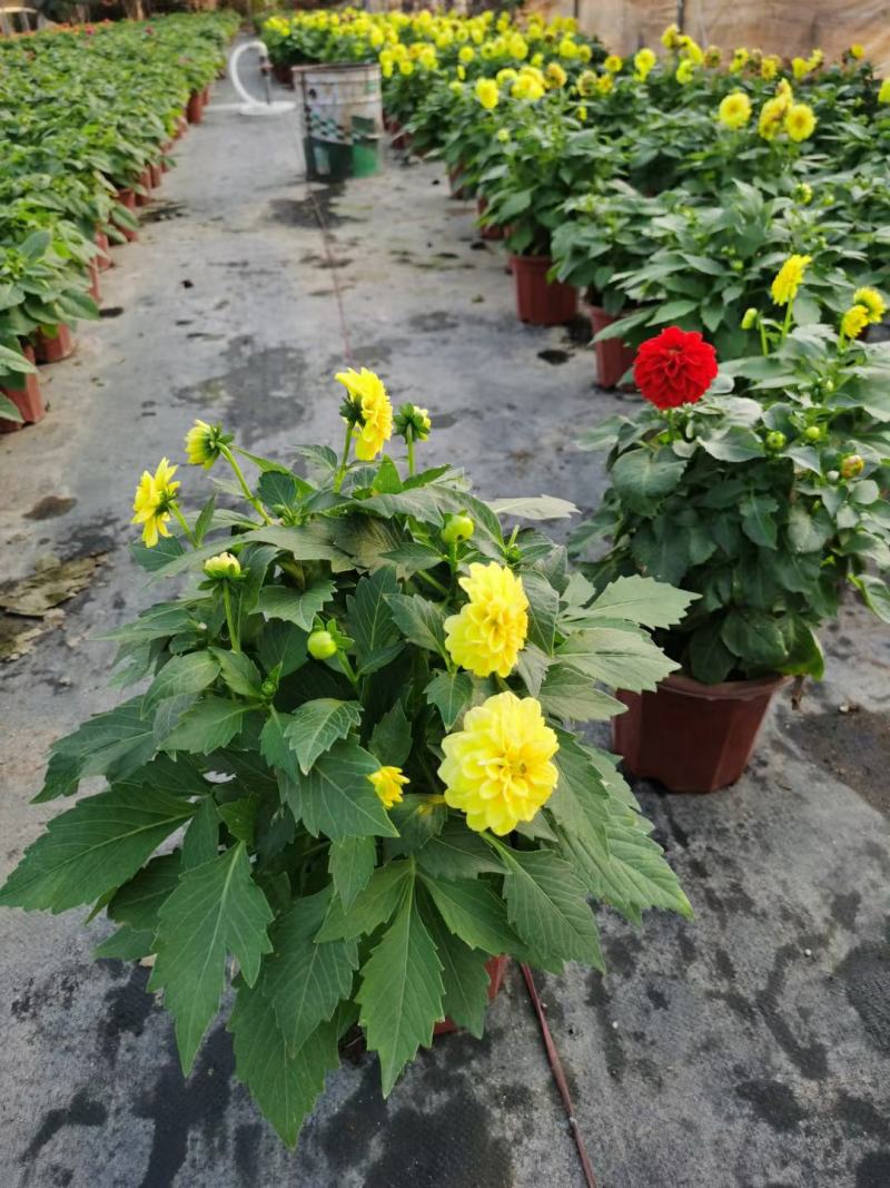 小丽花，小丽菊、小理花，在适宜的环境中一年四季都可开花