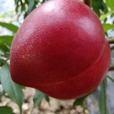 山东大鹏油桃