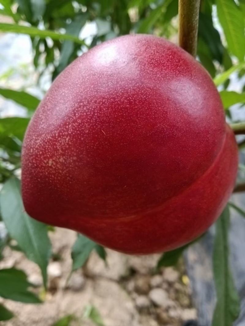 山东大鹏油桃